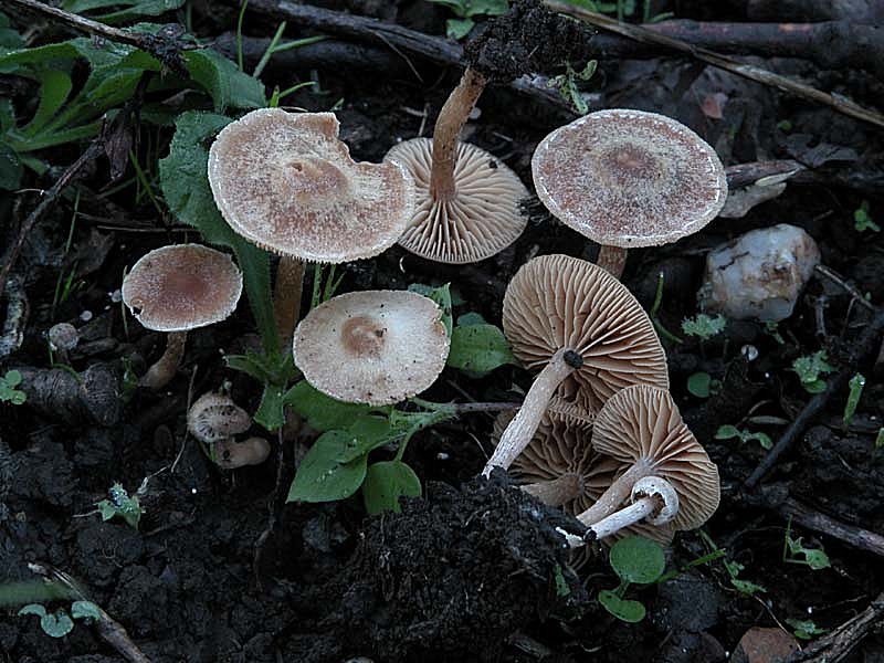 Tubaria hiemalis